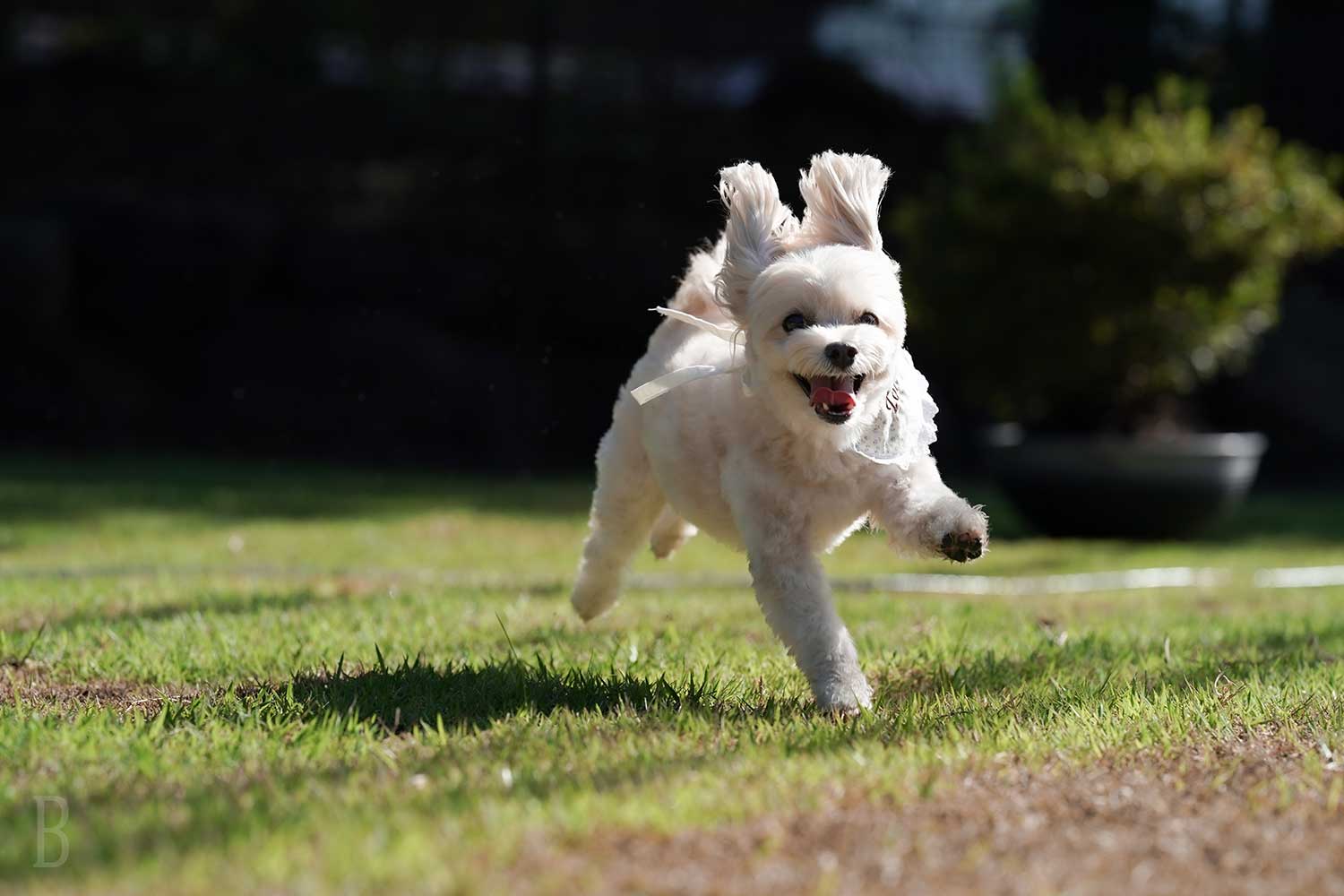 愛犬と過ごせるリゾートヴィラ